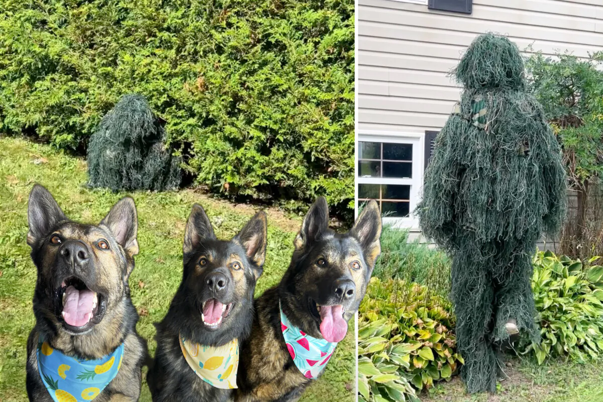 (Courtesy of Jade the Sable GSD)