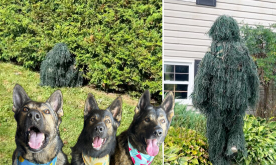 Funny Video: Man Puts On a Bush Costume to Test His 3 Dogs—the Result Leaves His Wife Laughing