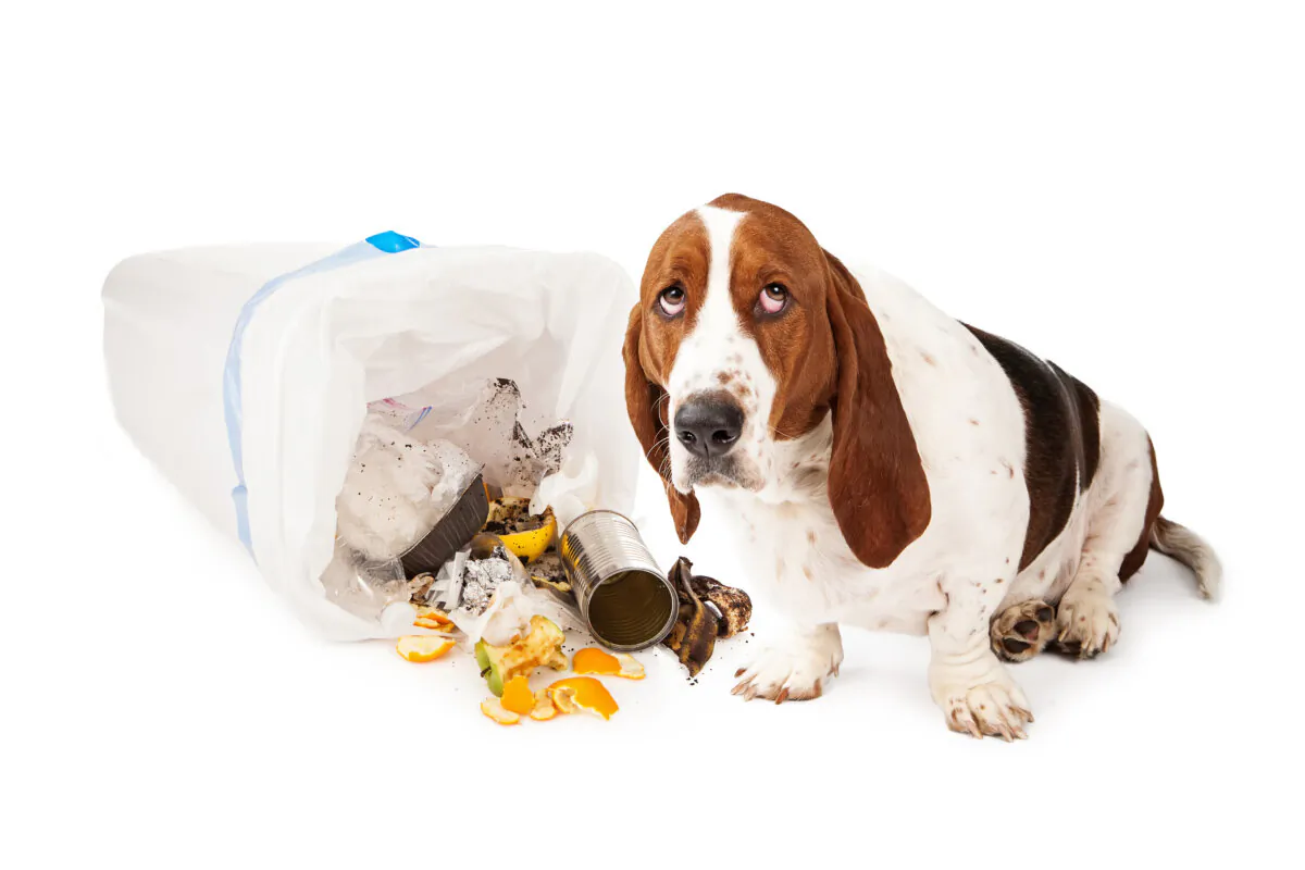Dogs will recognize that they're in trouble from your body language. (GoodFocused/Shutterstock)
