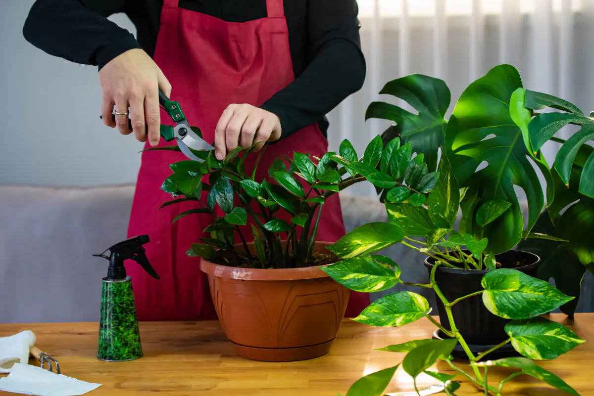 Grooming houseplants keeps your indoor garden looking its best and plants contained to the available space. You can use some of the trimmings to start new plants. (Strigana/Dreamstime/TNS)