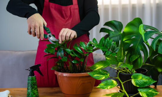 How to Boost Your Indoor Garden’s Beauty