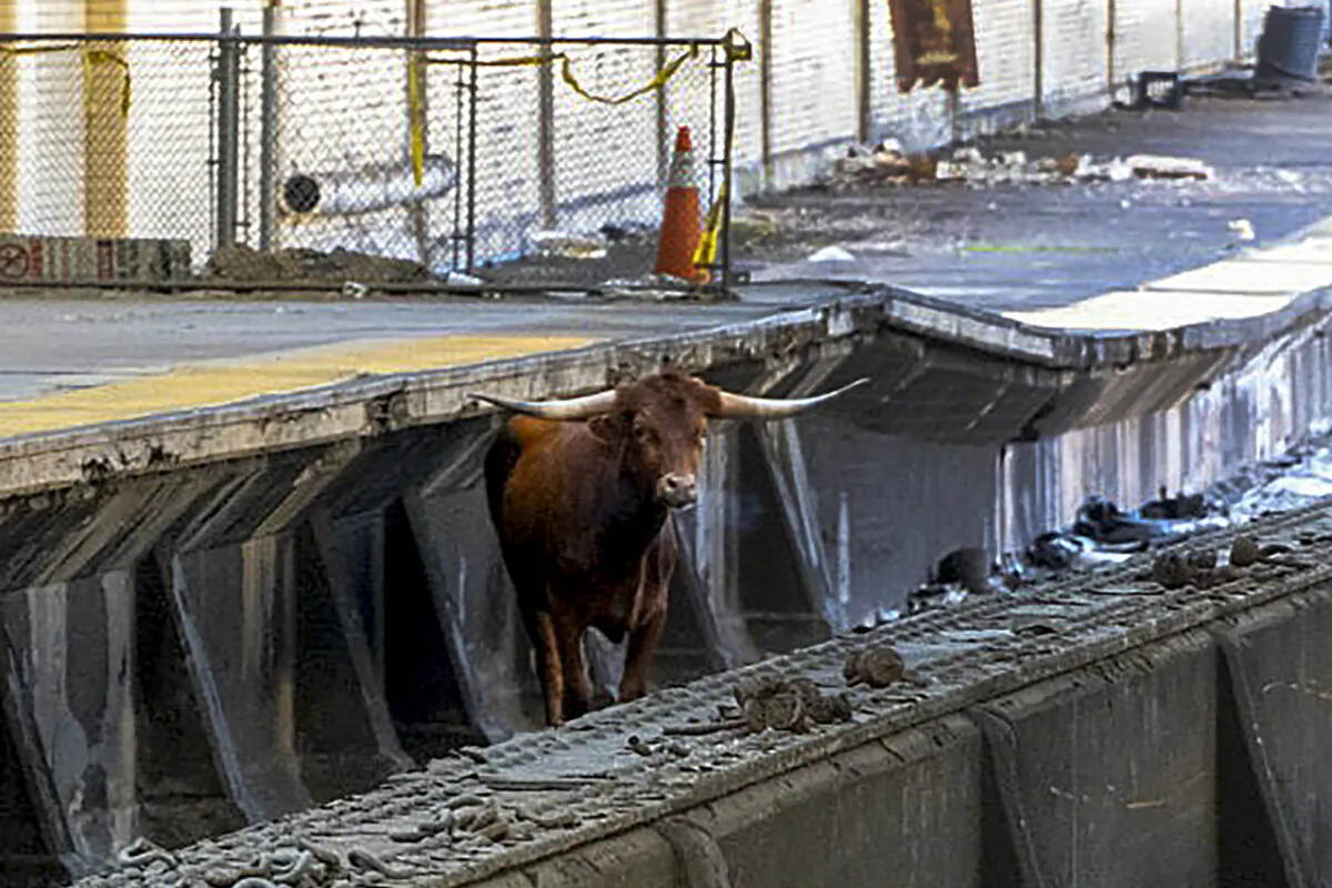 A bull stands on the tracks at Newark Penn Station in Newark, N.J., on Dec. 14, 2023. (Courtesy of New Jersey Transit via AP)