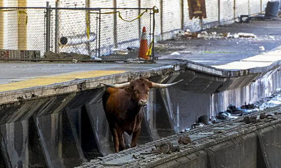 Bull on Tracks Disrupts Trains Between Newark and New York