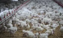 52 Commercial and Backyard Flocks in BC Have Been Infected With Bird Flu