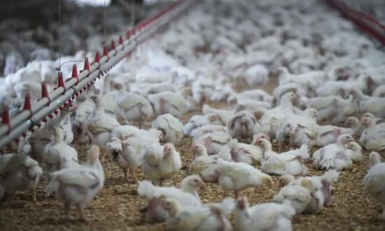 52 Commercial and Backyard Flocks in BC Have Been Infected With Bird Flu