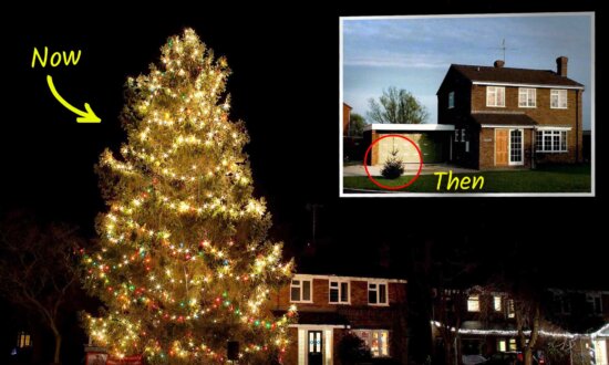 Couple Plant Christmas Tree in 1978—Now It's 50 Feet Tall and Can Be Seen From Miles Around