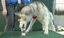 Doggie Rose Parade Celebration in Pasadena