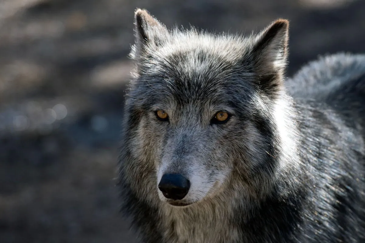 A wolf stands inside its enclosure at the Colorado Wolf and Wildlife Center (CWWC) in Divide, Colo., on March 28, 2023. (Jason Connolly/AFP via Getty Images)