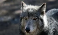 Judge Rejects Ranchers’ Plea to Halt Gray Wolf Reintroduction in Colorado