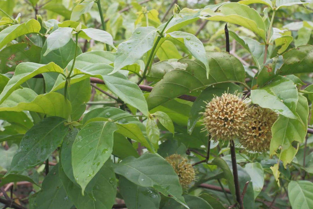 A photo of the Chinese herb Uncaria rhynchophylla. (Saskiautami/Shutterstock)