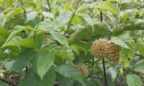 Exploring the Cognitive Benefits of Uncaria Rhynchophylla in Dementia Treatment