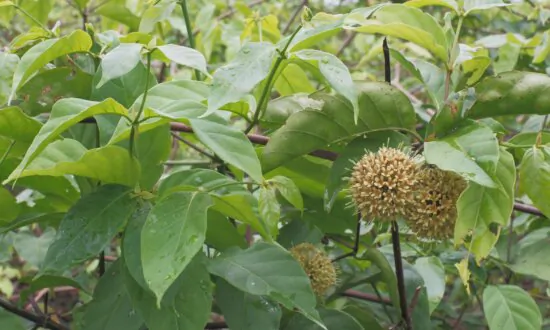 Exploring the Cognitive Benefits of Uncaria Rhynchophylla in Dementia Treatment