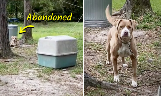 Couple Buying House Finds Old Owners' Dog Left Behind, Tied to a Tree—Then Neighbor Tells What Had Happened: VIDEO