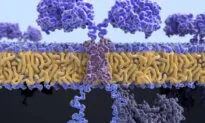 Modified Spike mRNA: There Are No ‘Desired Proteins’