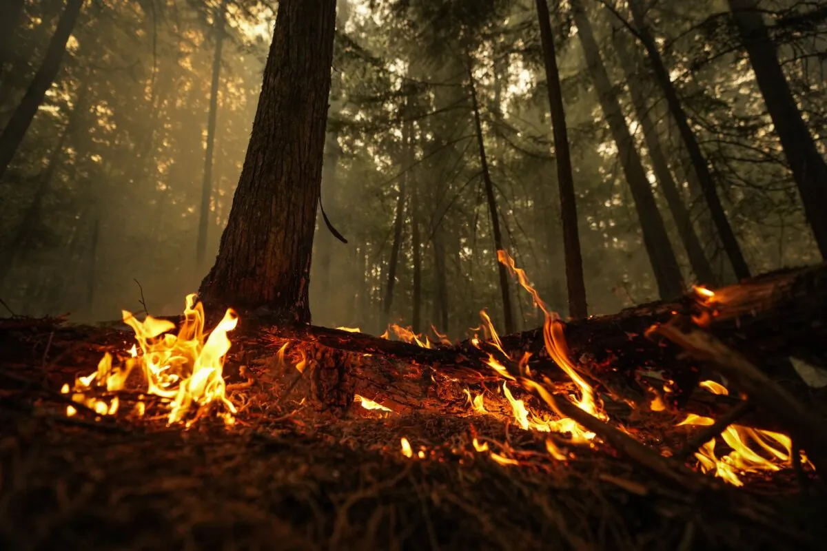 A hot spot from the Lower East Adams Lake wildfire burns in Scotch Creek, B.C., on Aug. 20, 2023. (The Canadian Press/Darryl Dyck)