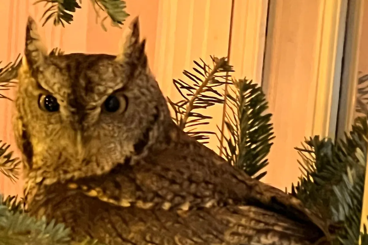 A baby owl is found sitting in a Christmas tree in Lexington, Ky., on Nov. 27, 2023. (Bobby Hayes via AP)