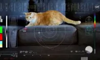 Orange Tabby Cat Named Taters Steals the Show in First Video Sent by Laser From Deep Space