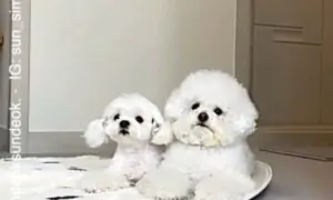 Cute dogs riding on carpet
