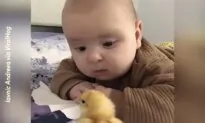 Cute Baby Meets a Newly Hatched Chick