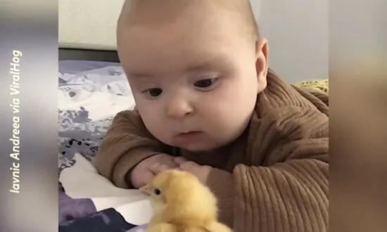 Cute Baby Meets a Newly Hatched Chick