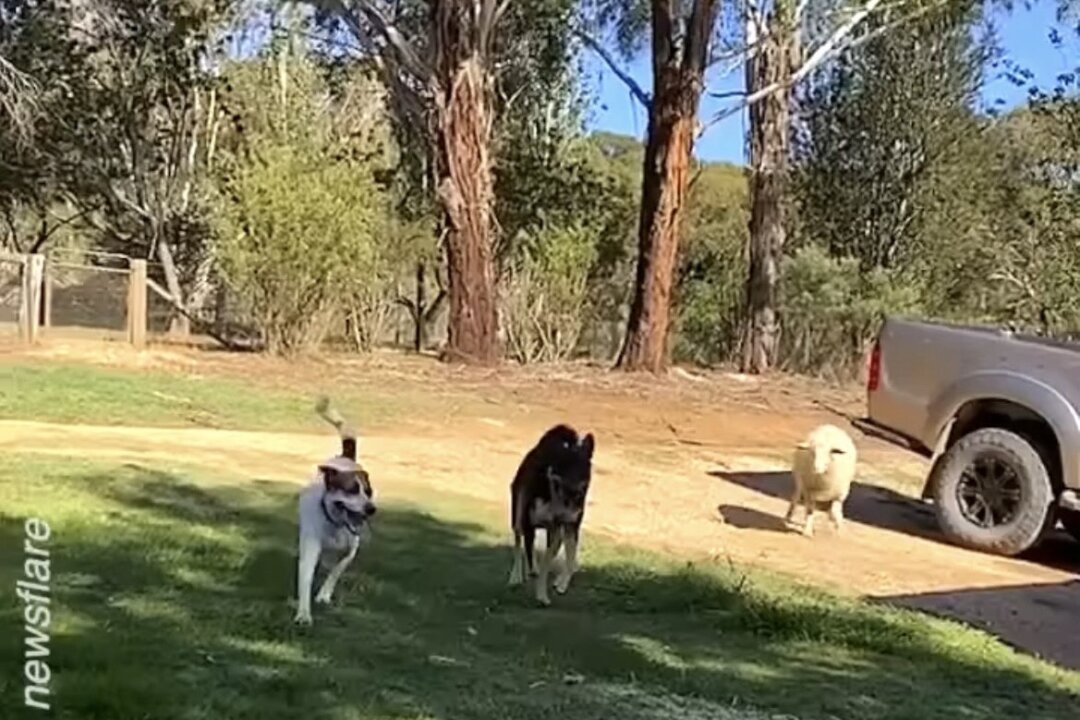 Sheep Plays 'Fetch!' With Her Canine Best Friends