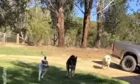 Sheep Plays ‘Fetch!’ With Her Canine Best Friends