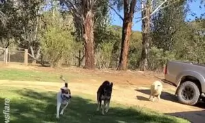 Sheep Plays ‘Fetch!’ With Her Canine Best Friends