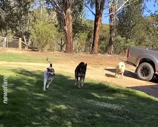 Sheep Plays 'Fetch!' With Her Canine Best Friends