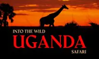 Into The Wild: Uganda Safari