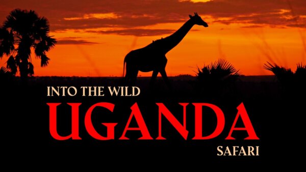 Into The Wild: Uganda Safari