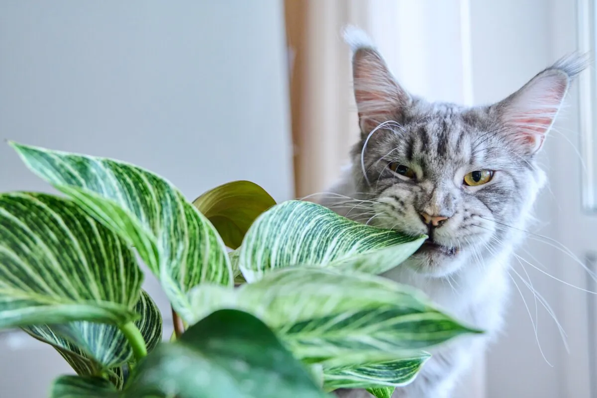 The African violet, bamboo palm, Boston fern, and Christmas cactus are houseplants that are safe around cats. (VH-studio/Shutterstock)