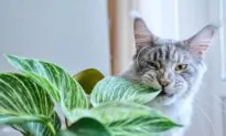 Some Houseplants Harmful to Cats