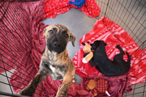 Epoch Times Photo