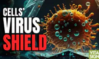 Activate Your Cellular ‘Virus Shield’ Through Hydrotherapy–Heat Treatment: Dr. Roger Seheult Discusses Interferons