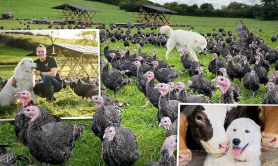 110-Pound Dog Was 'In With the Birds' Since Puppyhood—Now Protects Christmas Turkeys Year Round