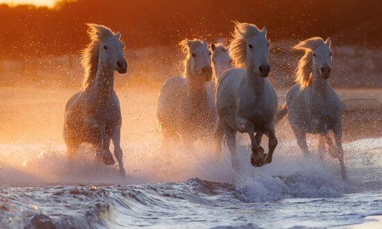 Magnificent Photos of the Ancient 'Horse of the Sea' That Emperors Used on the Battlefield