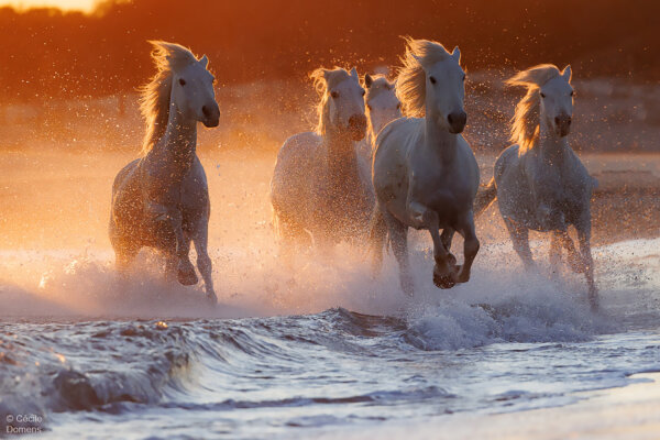 Magnificent Photos of the Ancient 'Horse of the Sea' That Emperors Used on the Battlefield