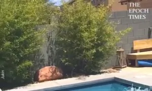 Dad Does Handstand Push-Ups With His Son