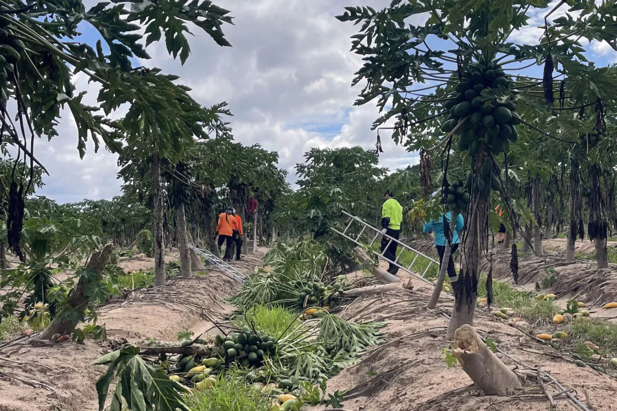 A supplied image shows farm staff removing over ripe fruit from trees damaged in the wake of Cyclone Jasper at Skybury Farms near Mareeba in Far North Queensland, December 21, 2023. Farmers are reporting significant crop losses and a long recovery ahead across far northern Queensland after Cyclone Jasper. (AAP Image/Supplied by Skybury Farms)