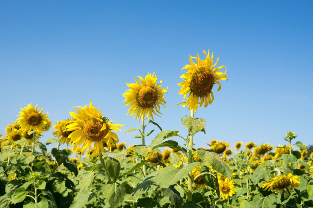 Sunflower Fields and Festivals in Ontario