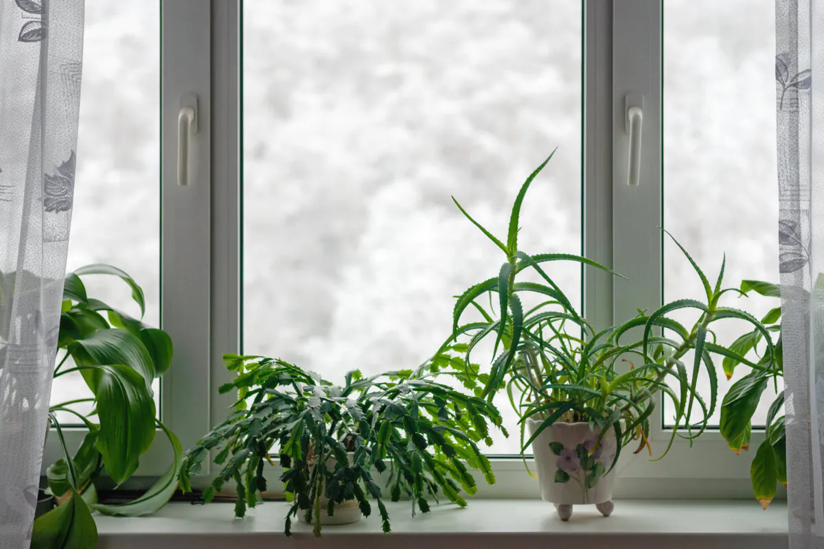 You may not realize that houseplants can develop insect and mite problems in the winter. (Nadya So/Shutterstock)