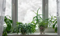Gardening Winter To-Do List