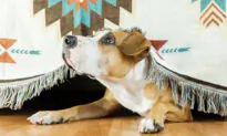 Many Ways to Help Calm Dog With Noise Phobia