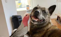 VIDEO: Dog Helps Rescue an Injured Australian Bird, Now They Are Best Friends