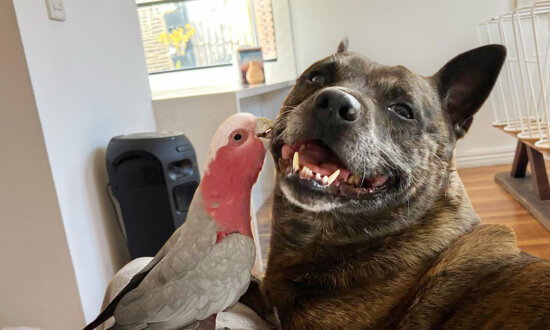 VIDEO: Dog Helps Rescue an Injured Australian Bird, Now They Are the Best Friends