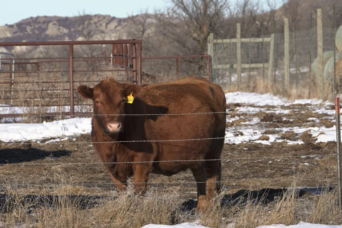 Cattle in a field in McKenzie County, in Williston, N.D., on Dec. 21, 2023. (Madalina Vasiliu/The Epoch Times)