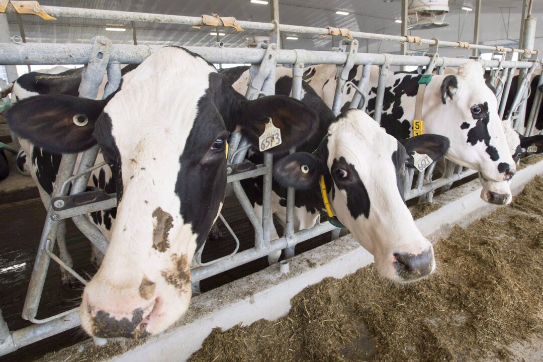 Study Reveals Billions of Litres of Milk Wasted in Canada