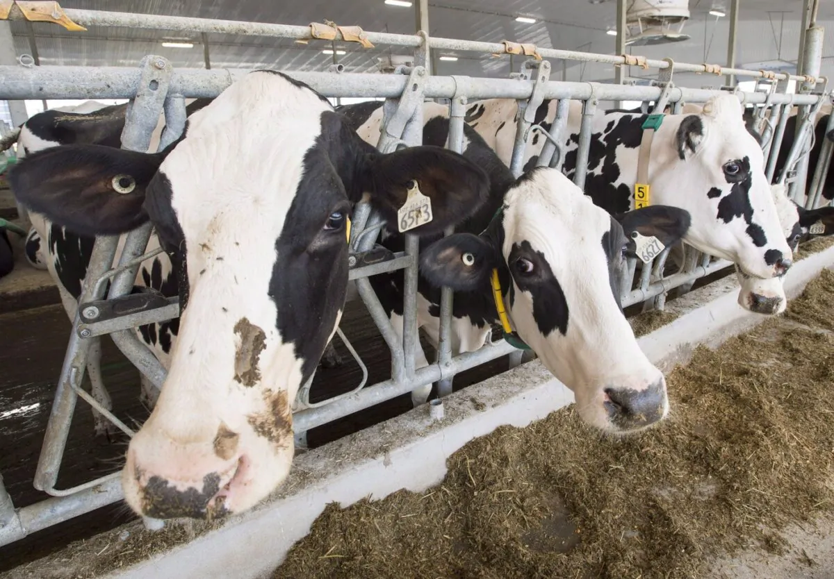 Dairy cows are seen at a farm in Sainte-Marie-Madelaine, Que. on Aug. 31, 2018. (The Canadian Press/Ryan Remiorz)