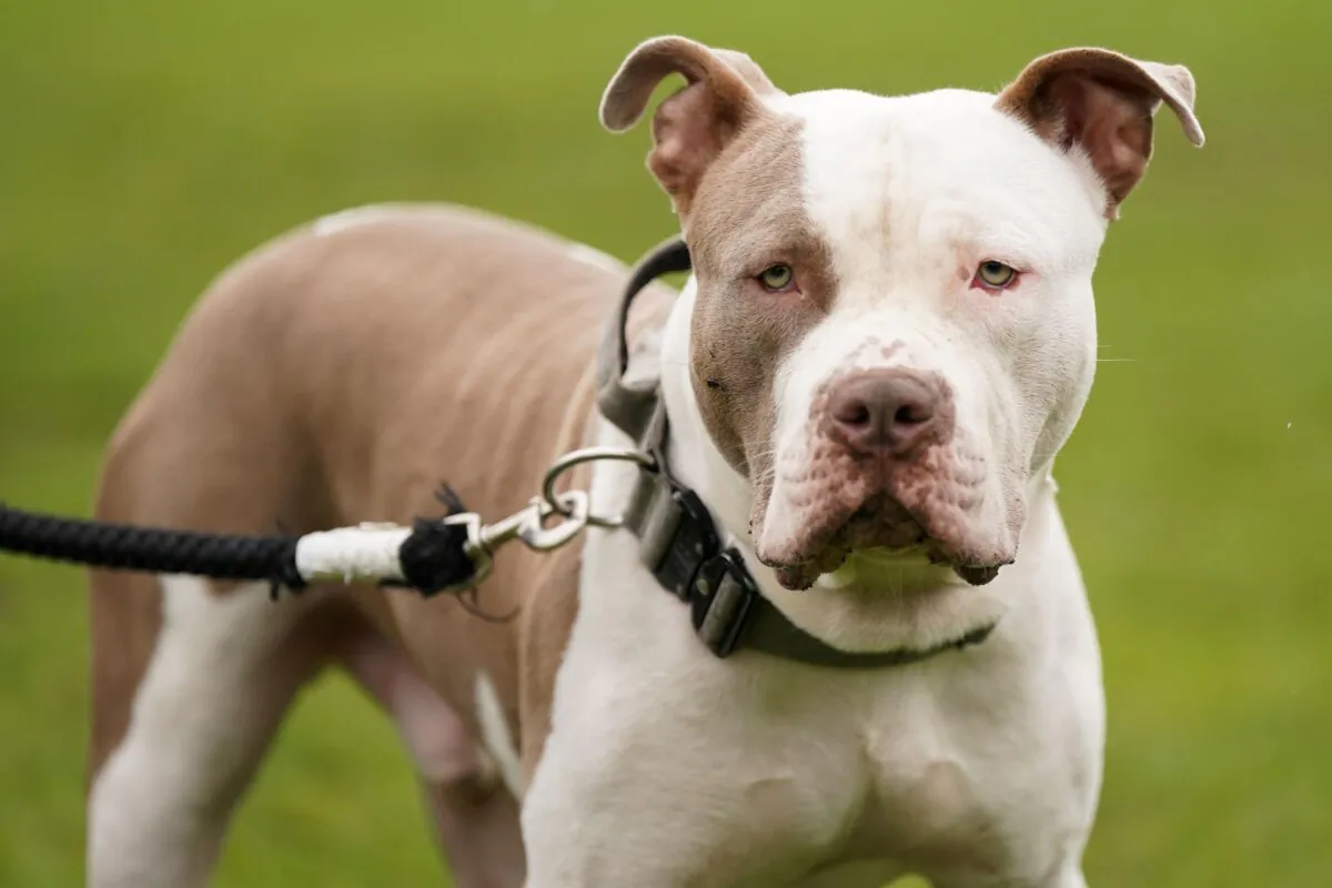 An XL bully dog in an undated 2023 file image taken in England. (Jacob King/PA)