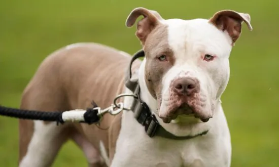 XL Bully Rules Come Into Force as Ban Looms